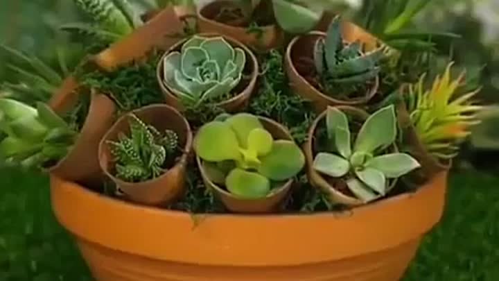 Симпатичные идеи для растений