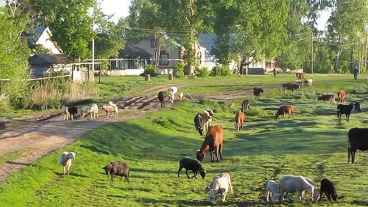 Деревня пеньи. Выгон скота. Первый выгон скота весной. Село выгон. Выгон скотина.