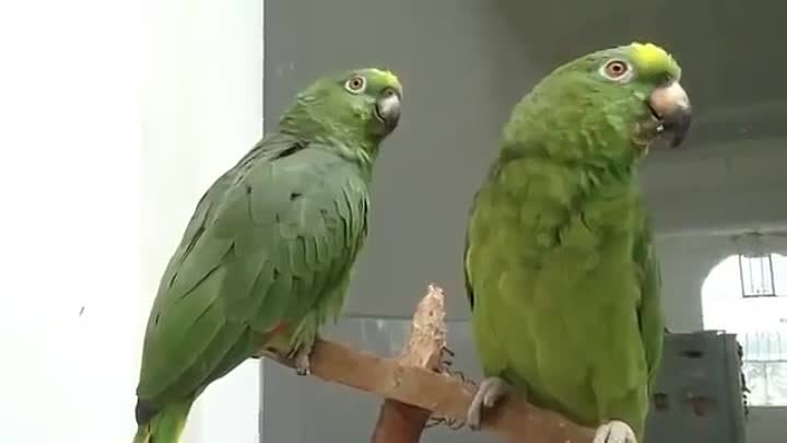 Два пьяных попугая