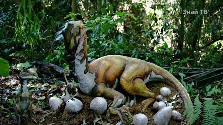 Казуар - австралийский динозавр, самая опасная птица в мире и любящи ...