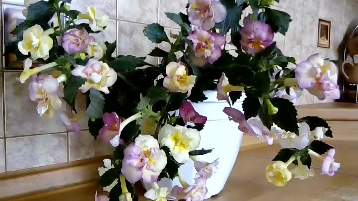 АХИМЕНЕС  Yellow Englis Rose.https://ok.ru/profile/578055209136