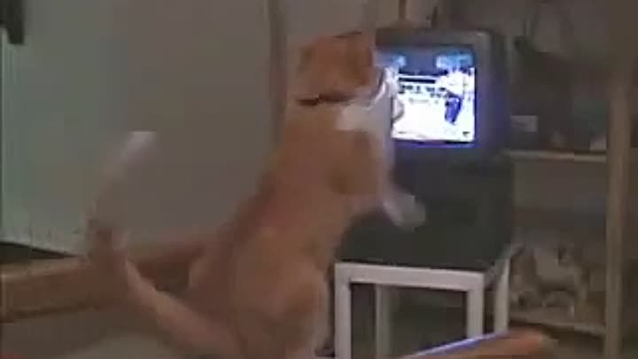 Кот Смотрит Бокс) Ржака)) (Cat Watching Boxing)