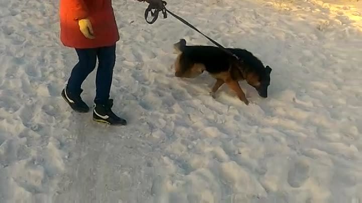 Знакомство с собаками