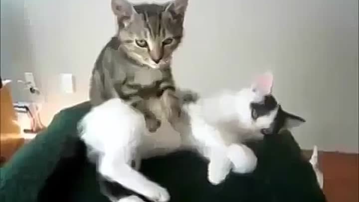 Маленький котёнок делает массаж Little kitten does massage Юмор! При ...