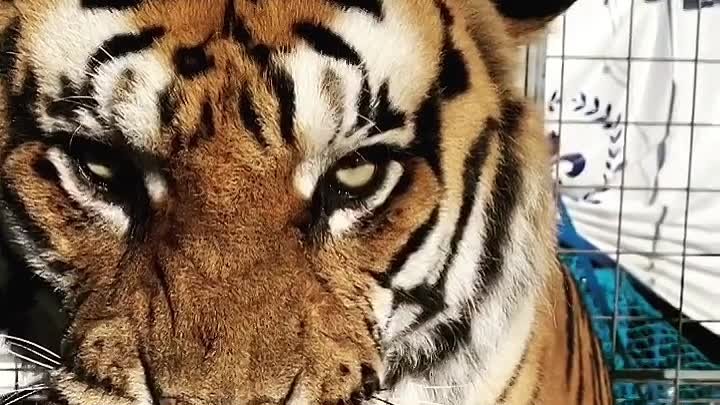 Шоу тигров и львов в Кузнецке 18-27 сентября ТЦ Гулливер