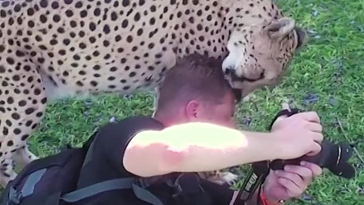 Big Cats are friendly amazing 😻