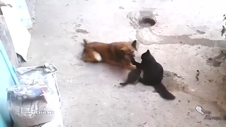 кошка привела котят знакомиться с другом..)