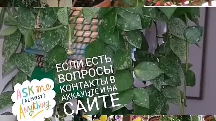 homeplants_taganrog