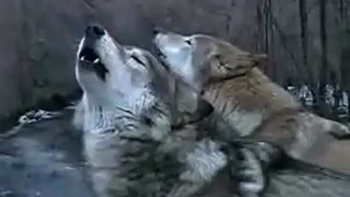 Клипы ♫ Песни ♪ Видео - про Волков 🐾