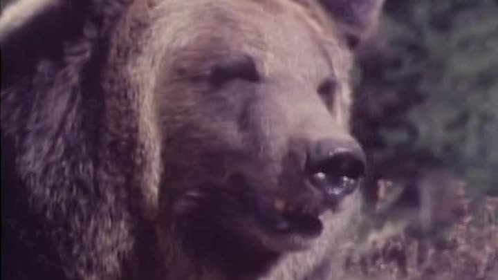 Grizzly Adams S01E11 Beaver Dam (1977)