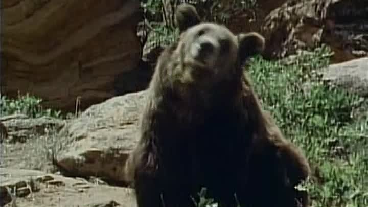 Grizzly Adams S02E03 A Bear's Life