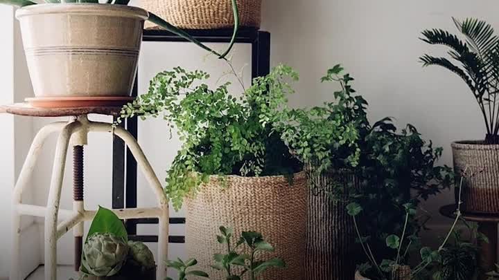 Комнатные растения / Как озеленить квартиру
