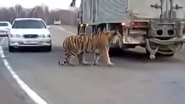 Амурский тигр на дороге