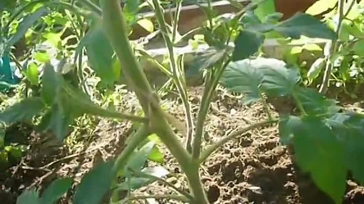 пасынкование томатов и формирование куста несколькими способами