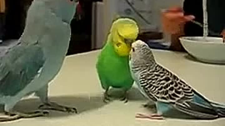 Разговор между собой Трёх попугаев