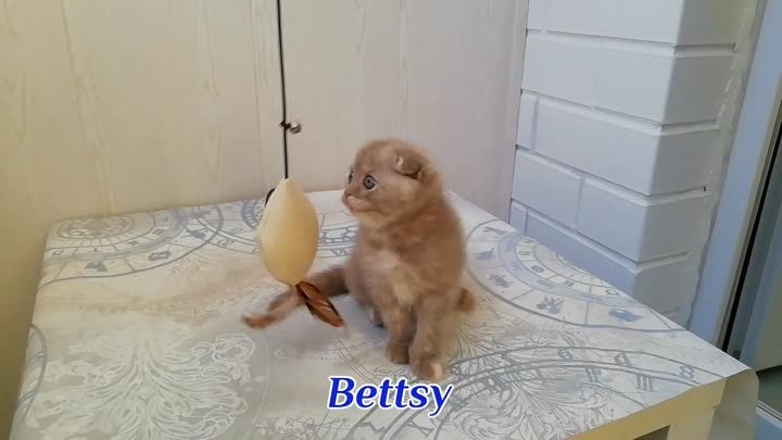 Bettsy