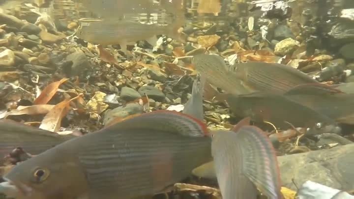 Grayling under water