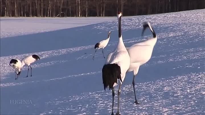 Самая Красивая Зимняя Мелодия