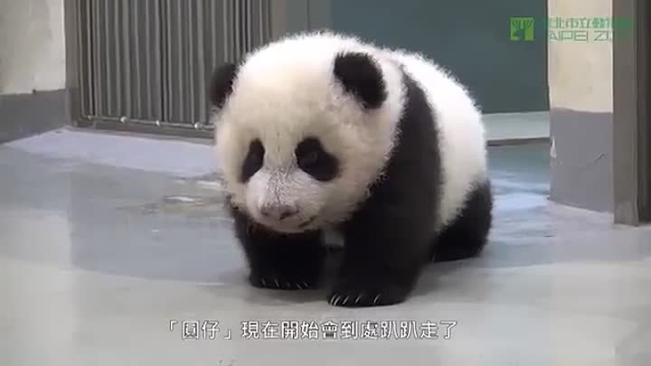 Мелкий панда