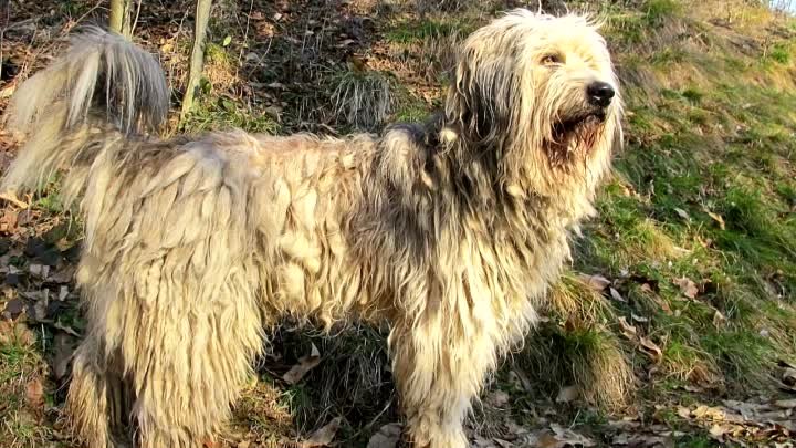 Бергамская овчарка - описание итальянской породы собак бергамаско