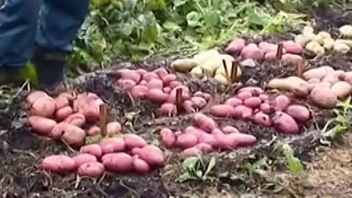 Выращивание картофеля в соломе (Growing potatoes in straw)