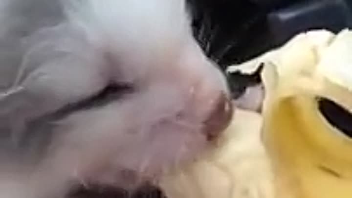 Лисичка кушает банан