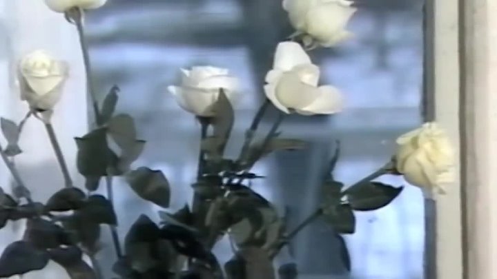 Песня ах белые розы. Ласковый май белые розы клип. Букет белых роз на окне зимой. Белые розы на зимнем окне.
