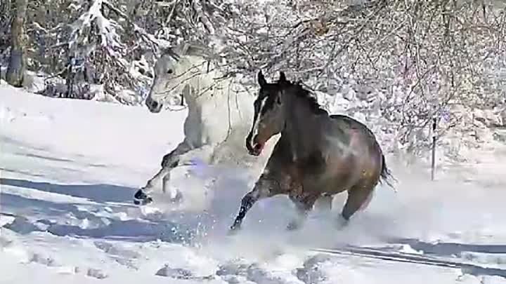 погоняю лошадей по снегу белому.... 