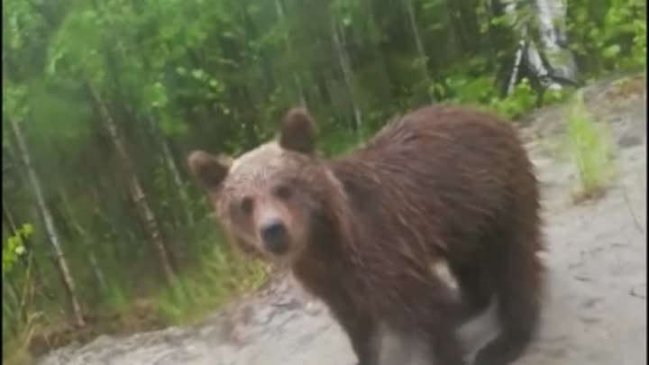 Медведь_надписи