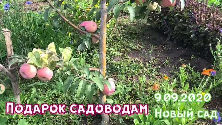 Яблоня Подарок садоводам🍎