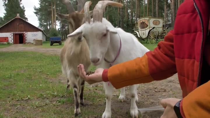 Черная Львинка Иванов Геннадий Анатольевич в передаче - Ехал Грека.  ...