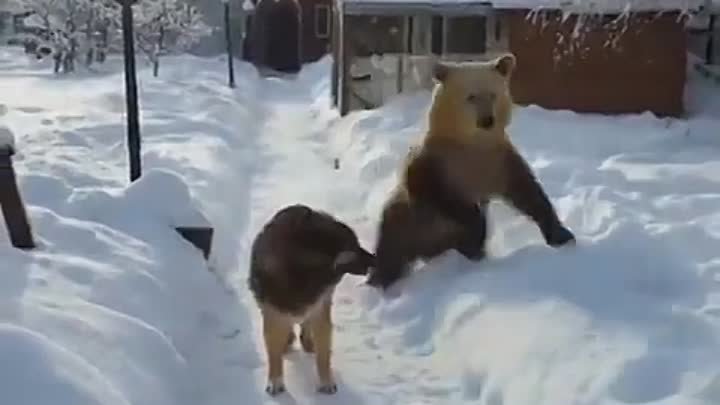 Медведь: РРРР, Я — МЕДВЕДЬ! Собака: Мне всё равно