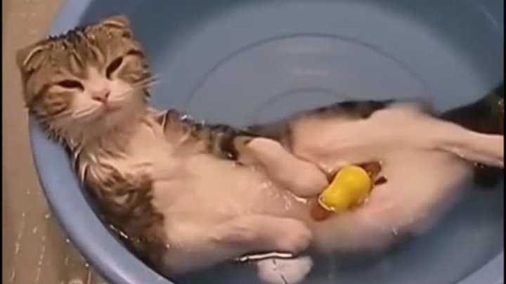 Кошки и вода =))