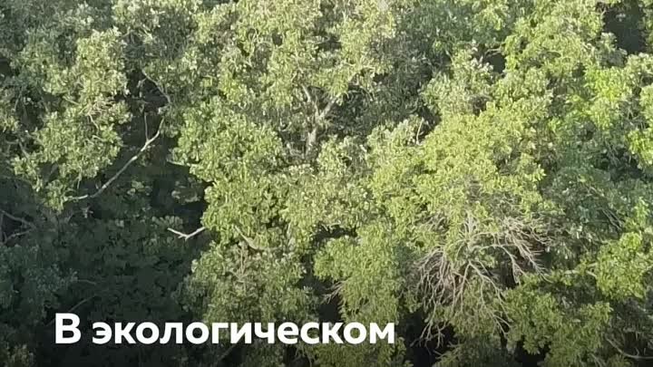 Нацпроект «Экология»: участники акции «Сохраним лес» достигли цели,  ...