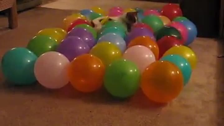 Anastasia - balloon popping dog, gets ready for the Guinness World r ...