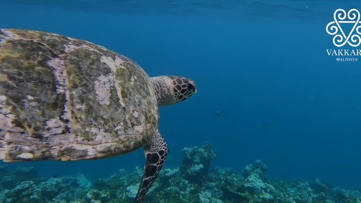 Vakkaru Maldives