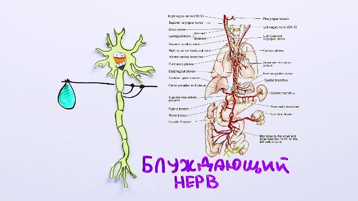 Книга блуждающий нерв. Блуждающий нерв в теле. Функции блуждающего нерва в организме человека. Блуждающий нерв схема пути. Ушная ветвь блуждающего нерва иннервирует.