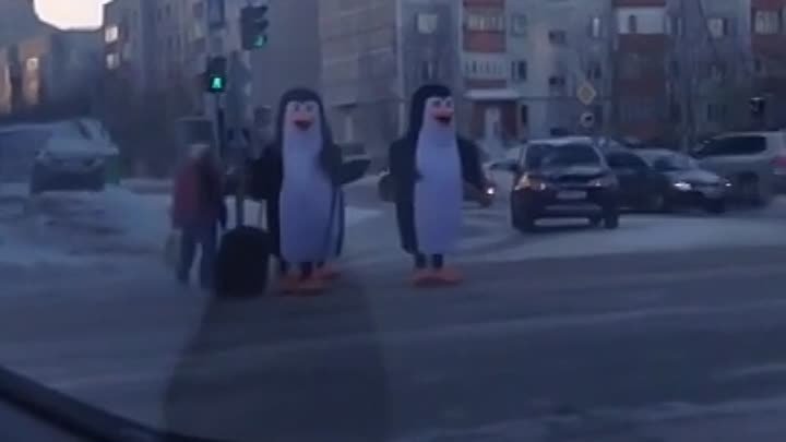 Несчастный случай с пингвином на дороге))) (Сургут)
