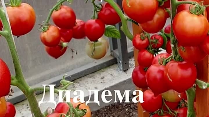 Лучшие сорта  томатов(низкорослых, устойчивых  к кладоспориозу)... С ...