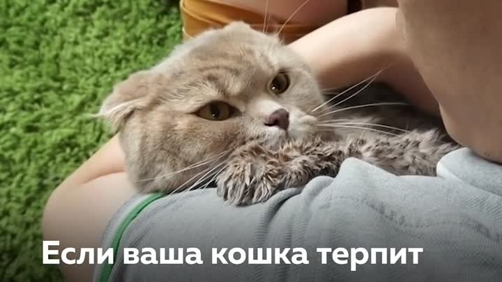 Как понять что кошка вас любит