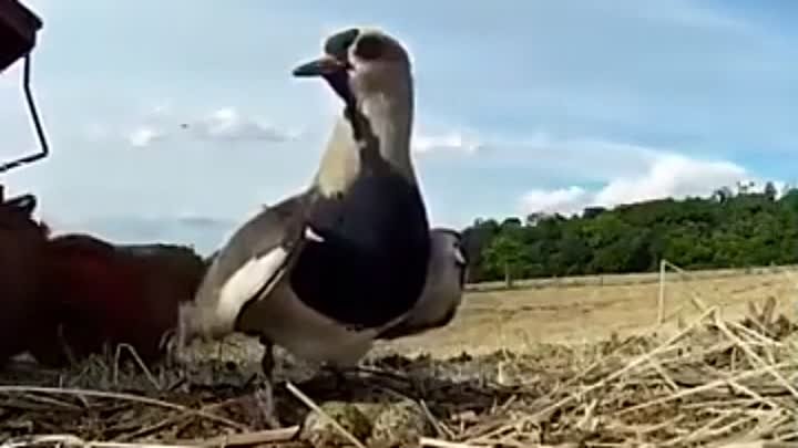 Птица отважно защищает своё гнездо 🐦