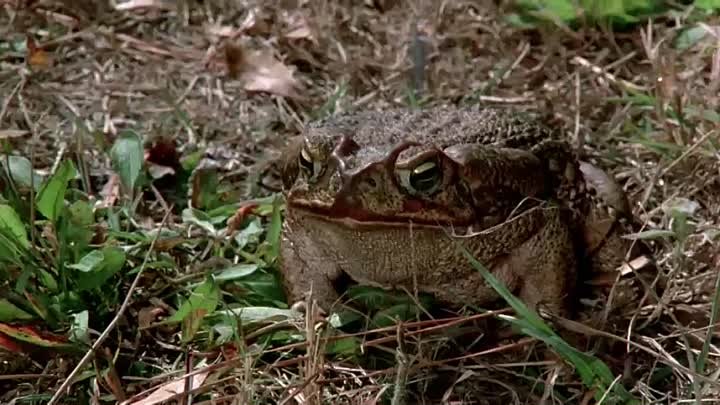 Frogs (1972)  Ray Milland, Sam Elliott, Joan Van Ark