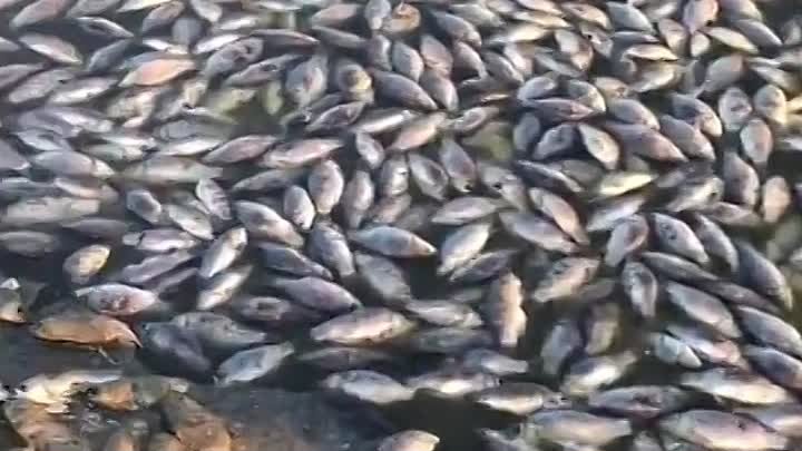 Жители Калмыкии рассказали о массовой гибели рыбы