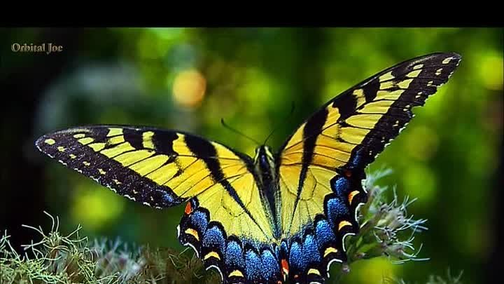 самые красивые бабочки планеты