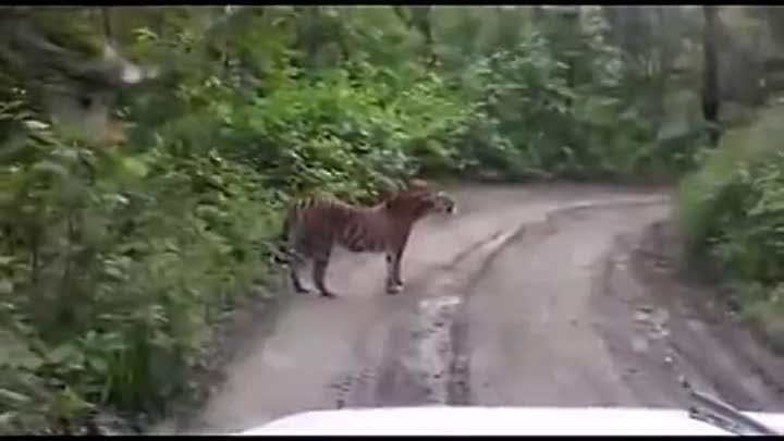 В Приморье автомобилисты наткнулись на тигра, разлегшегося посреди д ...