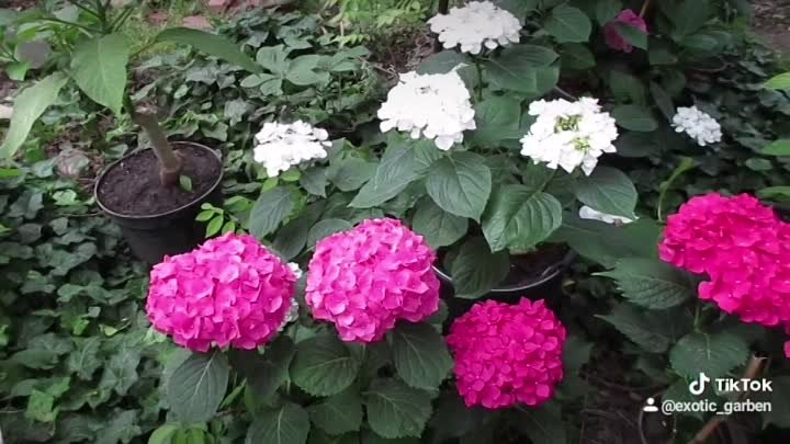 видео мой сад есть саженцы
