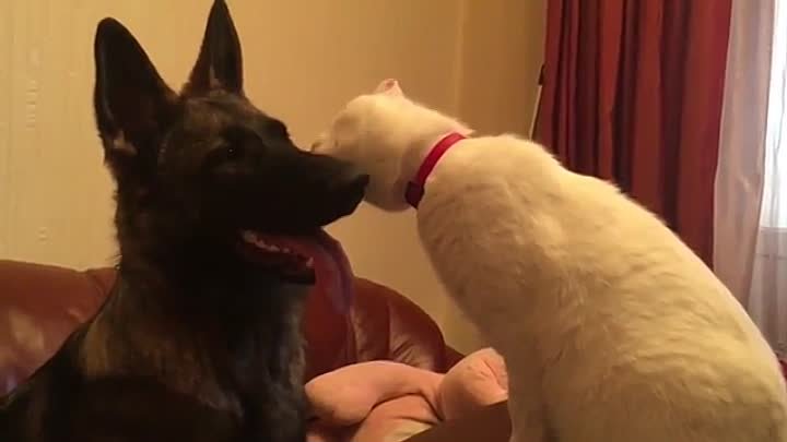 Пес боится, что кот залижет его до смерти
