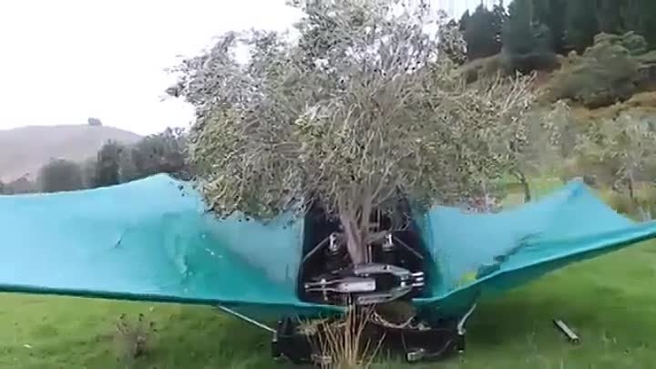 Как собирают оливки