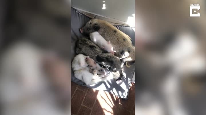 Rescue Piglets Try And Nurse From Rescue Cat