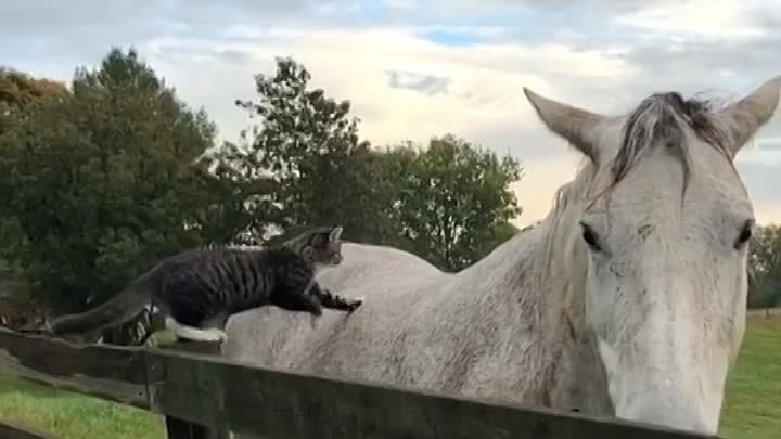 ❤️cat on horse ❤️